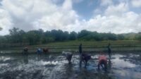 TNI Dukung Ketahanan Pangan Lewat Pendampingan Petani di Karera