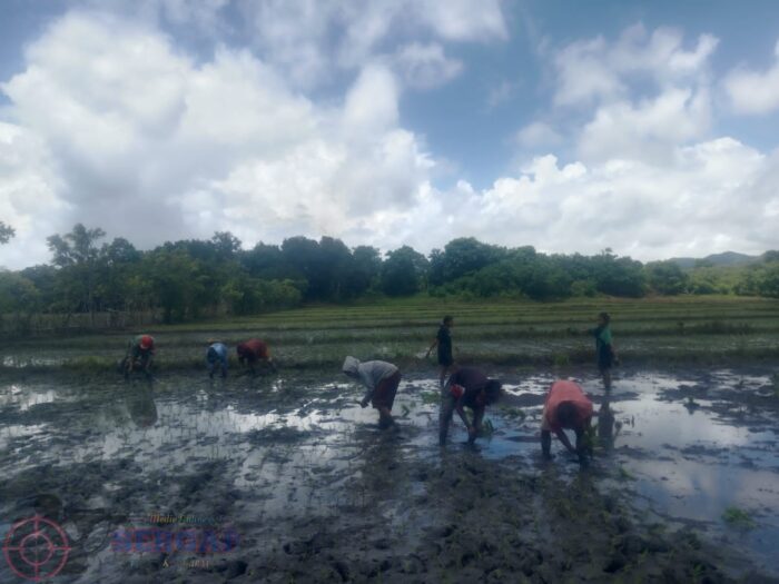 TNI Dukung Ketahanan Pangan Lewat Pendampingan Petani di Karera