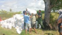 Komsos di Sawah, Babinsa Pererat Kedekatan dengan Petani Kaliuda