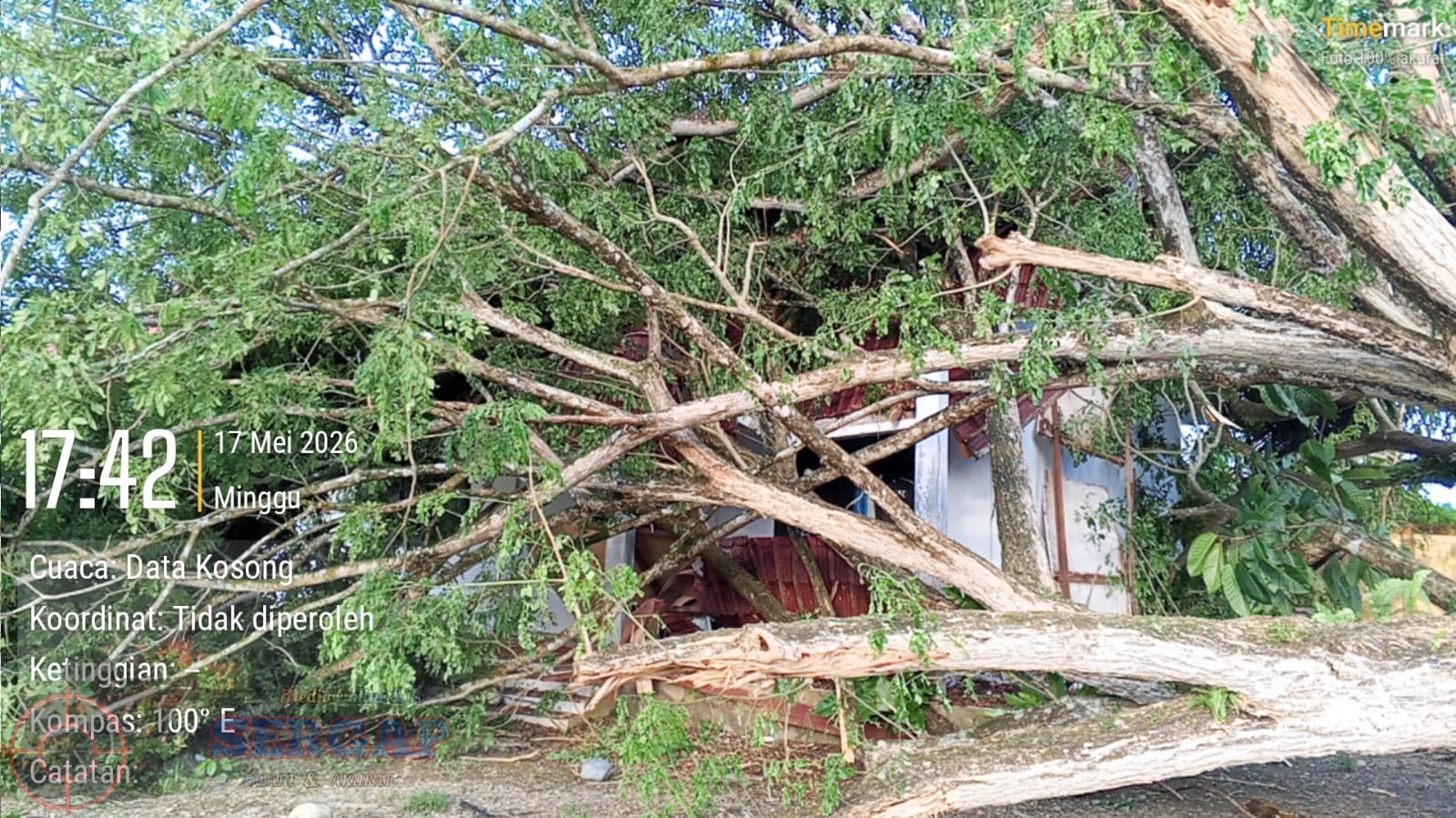 Pohon Tumbang Timpa Lab IPA SMPN 8 Darul Makmur Saat Proses Penebangan