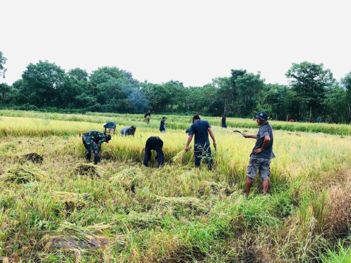 Babinsa Karera Hadir di Tengah Petani, Warga Apresiasi Pendampingan Saat Panen
