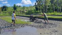 Babinsa Sertu Junus Ratu Bantu Petani Kakaha Siapkan Lahan Tanam Padi