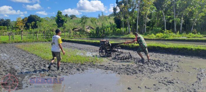 Babinsa Sertu Junus Ratu Bantu Petani Kakaha Siapkan Lahan Tanam Padi