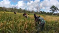 TNI dan Petani Perkuat Sinergi Ketahanan Pangan di Sumba Timur