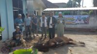 PWI Sumsel Sembelih Hewan Kurban, Satu Ekor Sapi Sumbangan Dari Gubernur Di Hari Raya Idul Adha 1447 H