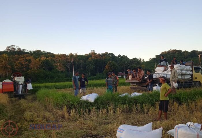 Tak Kenal Hari Libur, Babinsa Lewa Dampingi Petani Panen Padi di Desa Kambuhapang