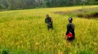 Babinsa Selalu Hadir Sebagai Wujud Kedekatan TNI Dengan Masyarakatnya