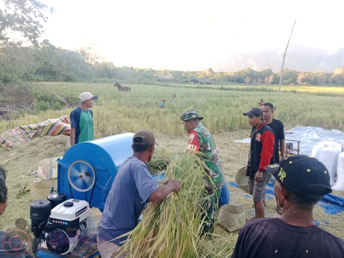 Babinsa Koramil 06/Karera Bantu Petani Rontok Padi, Perkuat Semangat Gotong Royong di Desa Nggongi