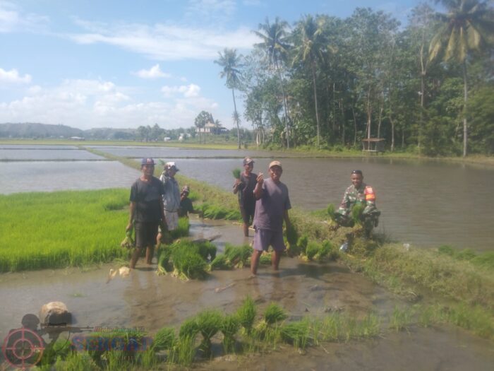 Babinsa Koramil 05/Waingapu Bantu Petani Cabut Bibit Padi, Dukung Swasembada Pangan di Mauliru