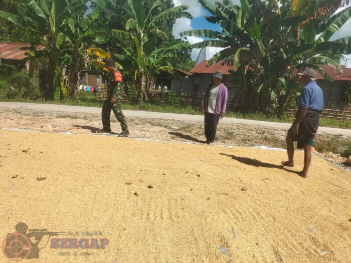 Dukung Swasembada Pangan, Babinsa Lewa Bantu Petani Jemur Padi Usai Panen