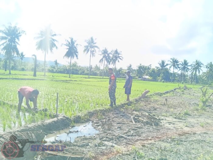 Babinsa Koramil 03/Pahunga Lodu Dampingi Petani Atasi Krisis Air Sawah di Hadakamali