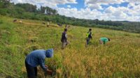 Dukung Ketahanan Pangan, Babinsa Lewa Bantu Petani Panen Padi di Desa Matawai Amahu