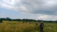 Babinsa Koramil 1601-06/Karera Dampingi Petani Panen Padi, Perkuat Ketahanan Pangan di Nggongi