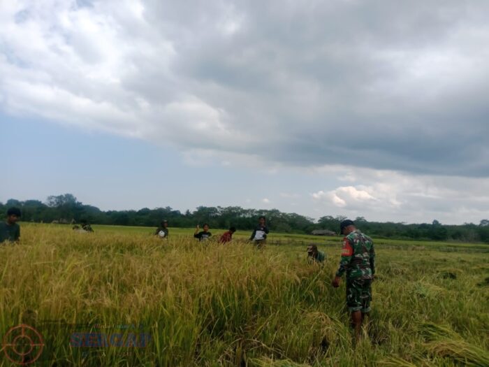 Babinsa Koramil 1601-06/Karera Dampingi Petani Panen Padi, Perkuat Ketahanan Pangan di Nggongi