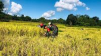 Babinsa Koramil 06/Karera Monitoring Wilayah Sekaligus Bantu Warga Panen Padi di Desa Nggongi