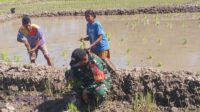 Melalui Pendampingan Petani, Babinsa Koramil 04/Tabundung Dukung Program Ketahanan Pangan Nasional