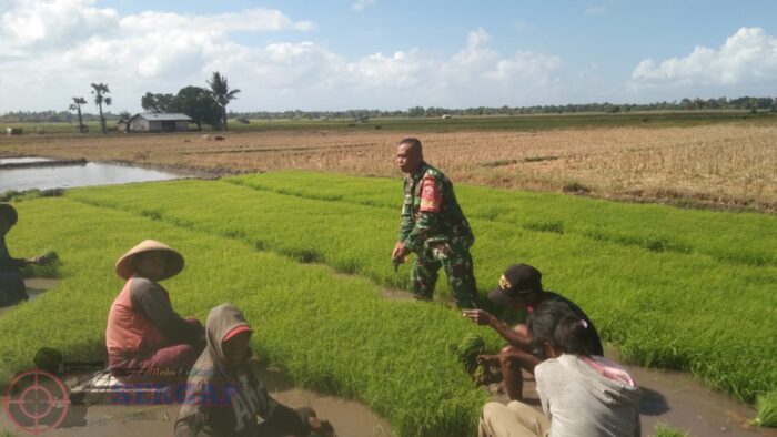 Babinsa Koramil 02/Rindi Umalulu Dampingi Petani Cabut Bibit Padi Siap Tanam di Desa Wanga