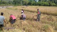 SUMBA TIMUR – Upaya memperkuat ketahanan pangan sekaligus menjaga kedekatan dengan masyarakat terus dilakukan jajaran TNI di wilayah teritorial. Salah satunya ditunjukkan Babinsa Koramil 06/Karera Kodim 1601/Sumba Timur, Pratu Hezron Wora, yang turun langsung membantu petani memanen padi di Desa Nggongi, Kecamatan Karera, Kabupaten Sumba Timur, Rabu (24/6/2026). Kegiatan tersebut merupakan bagian dari pembinaan teritorial yang rutin dilakukan Babinsa di wilayah binaan. Selain memantau kondisi masyarakat, kehadiran aparat kewilayahan di tengah aktivitas pertanian diharapkan mampu memberikan motivasi kepada petani untuk terus meningkatkan produktivitas lahan. Pratu Hezron Wora mengatakan, keterlibatan Babinsa dalam kegiatan pertanian merupakan bentuk dukungan TNI terhadap program ketahanan pangan nasional sekaligus upaya membangun hubungan yang harmonis dengan masyarakat. “Kami berupaya selalu hadir di tengah masyarakat, termasuk saat musim panen. Kehadiran Babinsa bukan hanya untuk melakukan pemantauan wilayah, tetapi juga membantu dan memberikan semangat kepada para petani agar terus mengembangkan sektor pertanian,” ujarnya. Menurutnya, sektor pertanian masih menjadi tulang punggung perekonomian masyarakat di banyak wilayah pedesaan, termasuk di Kecamatan Karera. Karena itu, sinergi antara petani, pemerintah, dan aparat kewilayahan dinilai penting untuk menjaga keberlanjutan produksi pangan. Di sisi lain, para petani menyambut positif kehadiran Babinsa yang turut terlibat dalam proses panen. Mereka mengaku merasa terbantu karena pendampingan yang diberikan tidak hanya sebatas arahan, tetapi diwujudkan melalui kerja nyata di lapangan. “Kami senang karena Babinsa tidak hanya datang memantau, tetapi juga ikut bekerja bersama kami di sawah. Kehadiran mereka menjadi penyemangat bagi petani,” ungkap salah seorang petani setempat. Meski demikian, tantangan sektor pertanian di wilayah pedesaan masih cukup besar. Selain menghadapi ketidakpastian cuaca, petani juga dihadapkan pada kebutuhan peningkatan sarana produksi, akses pasar, hingga stabilitas harga hasil panen. Karena itu, pendampingan dari berbagai pihak perlu dibarengi dengan dukungan kebijakan yang mampu meningkatkan kesejahteraan petani. Kehadiran Babinsa dalam kegiatan panen padi ini menjadi salah satu bentuk dukungan moral dan sosial bagi masyarakat tani. Di tengah berbagai tantangan yang dihadapi sektor pertanian, kolaborasi antara petani, pemerintah, dan TNI diharapkan dapat menjaga produktivitas pertanian sekaligus memperkuat ketahanan pangan di daerah. Melalui kegiatan tersebut, TNI tidak hanya menjalankan fungsi pembinaan teritorial, tetapi juga menunjukkan komitmennya untuk terus hadir bersama masyarakat dalam mendukung pembangunan dan kesejahteraan di wilayah pedesaan.
