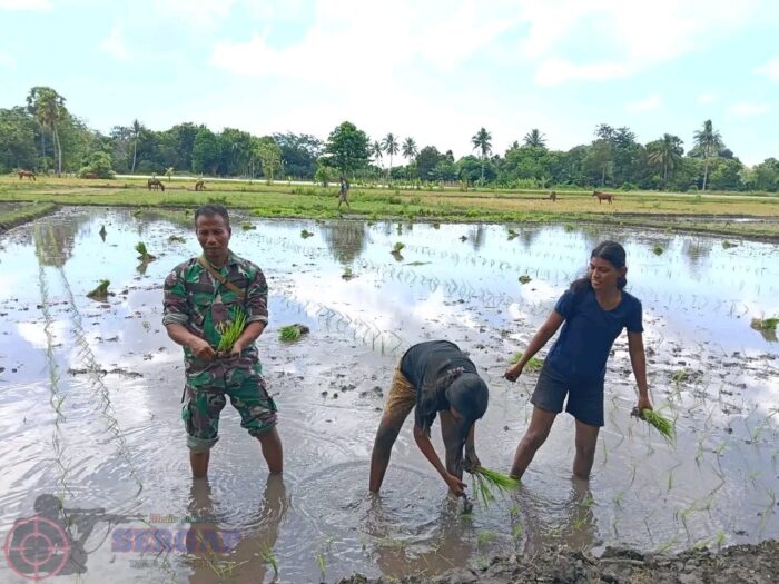 Tak Kenal Hari Libur, Babinsa Koramil 05/Waingapu Bantu Petani Tanam Padi di Lambanapu