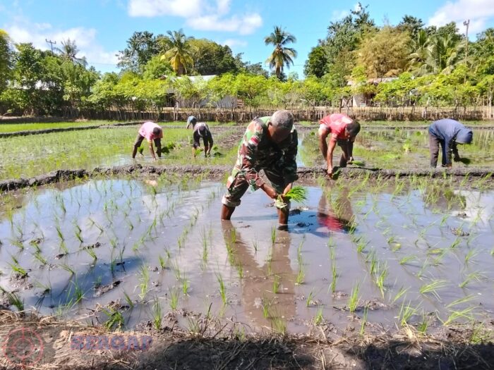 TNI dan Petani Bersinergi Wujudkan Ketahanan Pangan di Sumba Timur