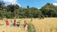 TNI Hadir di Tengah Petani, Babinsa Karera Bantu Percepat Panen Padi Warga