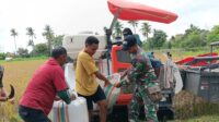 Gunakan Combine Harvester, Petani Lambanapu Dapat Pendampingan dari Babinsa