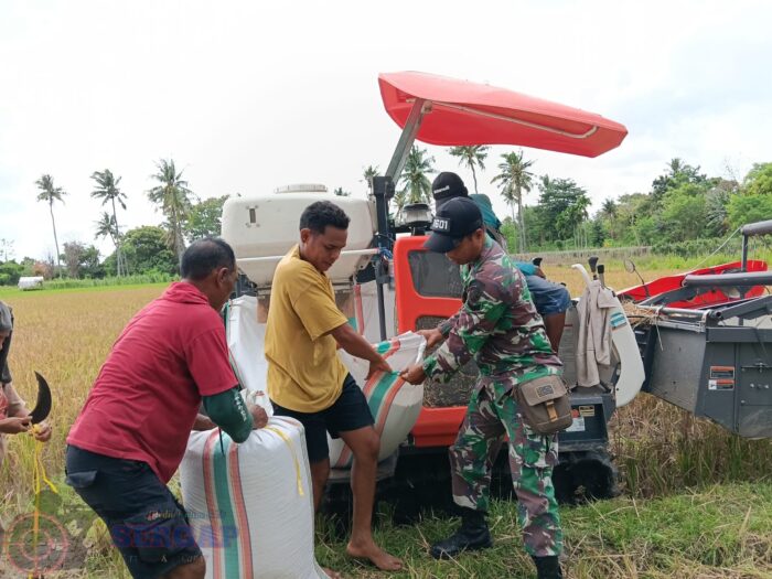 Gunakan Combine Harvester, Petani Lambanapu Dapat Pendampingan dari Babinsa
