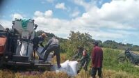 Dukung Ketahanan Pangan, Babinsa Lewa Dampingi Petani Panen Padi Menggunakan Mesin Combine
