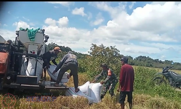 Dukung Ketahanan Pangan, Babinsa Lewa Dampingi Petani Panen Padi Menggunakan Mesin Combine