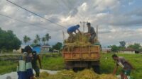 Dari Sawah ke Rumah, Babinsa Praimadita Dampingi Petani Pascapanen Padi