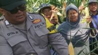 Panen Jagung di Desa Baros Perkuat Ketahanan Pangan dan Sinergi TNI-Polri Bersama Petani