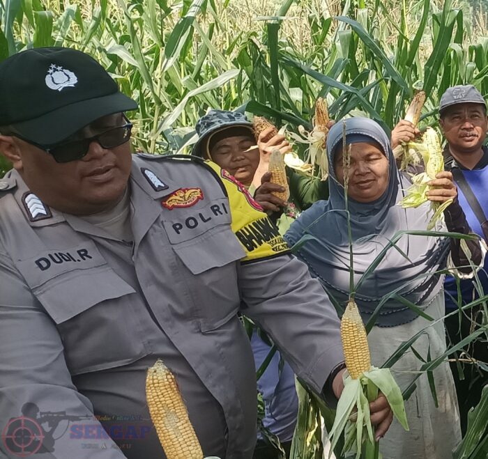 Panen Jagung di Desa Baros Perkuat Ketahanan Pangan dan Sinergi TNI-Polri Bersama Petani