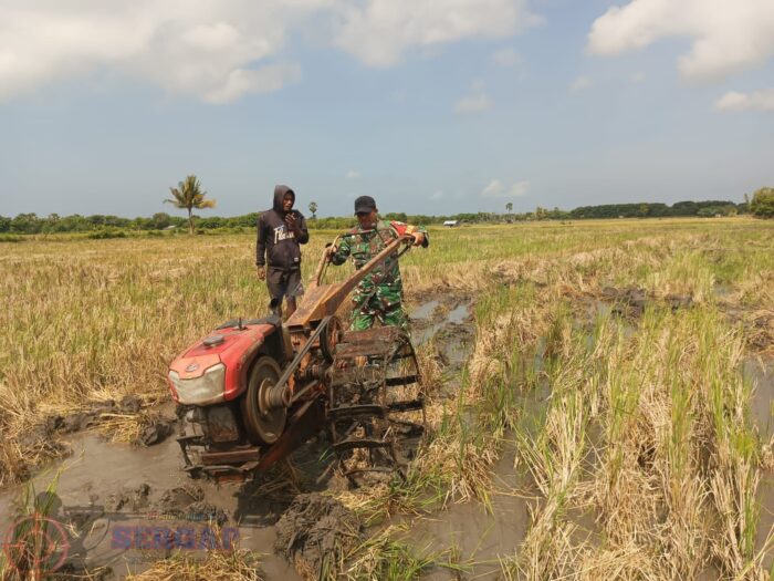 Dukung MT 2, Babinsa Pahunga Lodu Turun Langsung Bantu Petani Bajak Sawah di Kaliuda