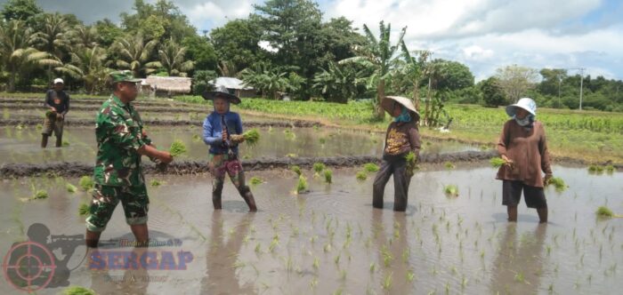 Dukung Swasembada Pangan, Babinsa Rindi Umalulu Bantu Petani Tanam Padi di Desa Wanga