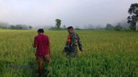 Dukung Swasembada Pangan, Babinsa Koramil 04/Tabundung Komsos dengan Petani di Sawah