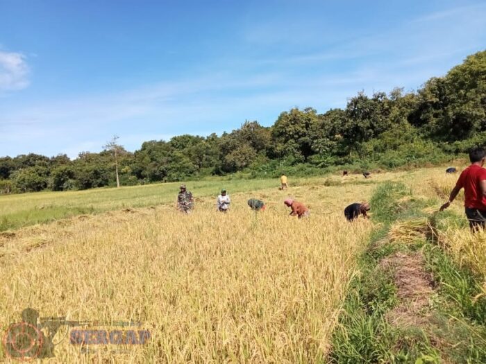 Koramil 06/Karera Intens Dampingi Petani, Panen Padi Jadi Bukti Nyata Kepedulian TNI