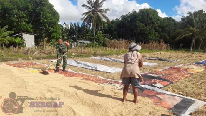 Tak Hanya Jaga Wilayah, Babinsa di Rindi Umalulu Bantu Petani Pascapanen