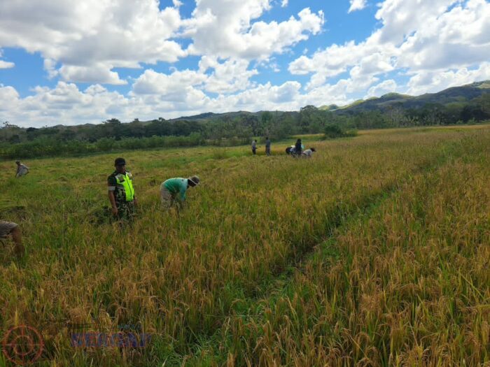 Kopka Umbu Parahi Dampingi Petani Panen Padi Jenis Sherang di Kahali