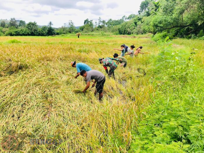 Percepat Panen Padi, Babinsa Desa Nangga Beri Pendampingan dan Motivasi kepada Petani