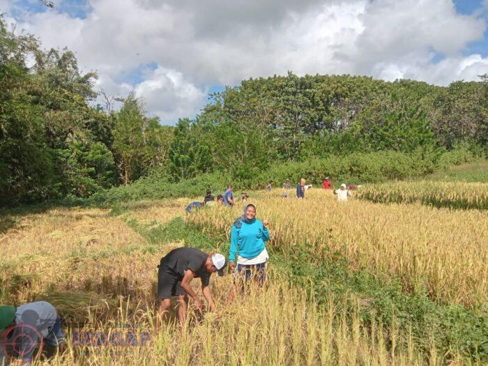 Dukung Ketahanan Pangan, Babinsa Turun Langsung Bantu Panen Padi di Karera
