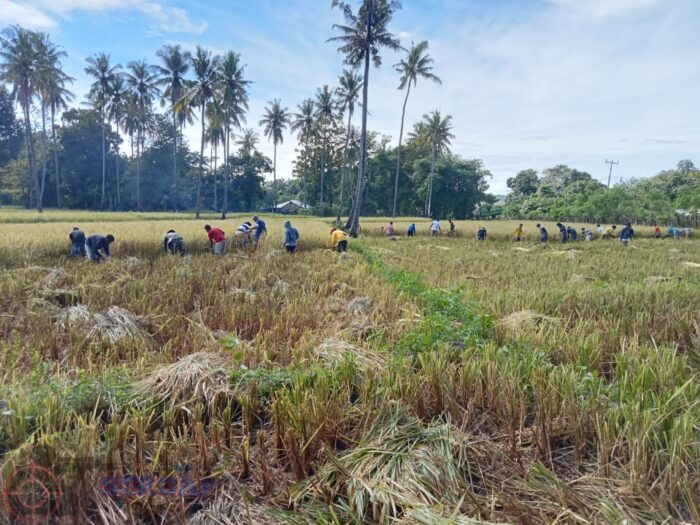 Perkuat Ketahanan Pangan, Babinsa Gotong Royong Panen Padi Bersama Petani di Karera