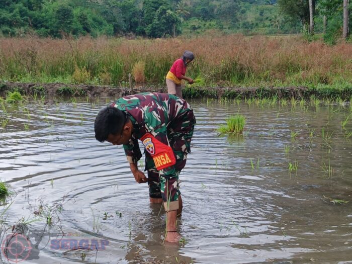 Perkuat Ketahanan Pangan, Babinsa Turun Langsung Bantu Petani di Sumba Timu