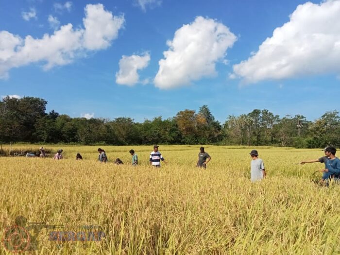 Babinsa Koramil 06/Karera Bantu Petani Panen Padi, Wujud Nyata Pendampingan Ketahanan Pangan