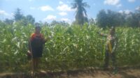 Babinsa Koramil 05/Waingapu, Kodim 1601/Sumba Timur, Kopka Mukmin Matoke, turun langsung mendampingi warga dalam menyiapkan lahan pertanian di Kelurahan Mauliru, Kecamatan Kambera, Kabupaten Sumba Timur, Senin (6/7/2026). Kegiatan tersebut merupakan bagian dari upaya mendukung peningkatan produktivitas pertanian sekaligus memperkuat ketahanan pangan di wilayah binaan. Dalam pendampingan itu, Babinsa membantu masyarakat mengolah lahan yang akan ditanami berbagai komoditas hortikultura, seperti cabai, terong, dan aneka sayuran. Kehadiran aparat kewilayahan di tengah aktivitas petani diharapkan dapat memberikan motivasi serta mendorong pemanfaatan lahan secara lebih optimal. Kopka Mukmin Matoke menjelaskan, pendampingan kepada petani merupakan bagian dari tugas pembinaan teritorial TNI AD yang tidak hanya berfokus pada aspek pertahanan, tetapi juga mendukung pembangunan di sektor pertanian melalui kerja sama dengan masyarakat. "Melalui pendampingan ini kami ingin memberikan semangat kepada masyarakat agar memanfaatkan lahan yang ada secara optimal sehingga dapat meningkatkan hasil pertanian dan kesejahteraan keluarga," ujarnya. Di sisi lain, warga menyambut positif kehadiran Babinsa dalam kegiatan pertanian. Mereka menilai pendampingan tersebut menjadi penyemangat bagi petani untuk terus mengembangkan lahan produktif, sekaligus mempererat hubungan antara TNI dan masyarakat di wilayah binaan. Selain membantu proses persiapan lahan, kegiatan ini juga menjadi sarana komunikasi antara Babinsa dan warga dalam mengidentifikasi berbagai tantangan yang dihadapi sektor pertanian. Diharapkan sinergi tersebut dapat terus berlanjut sehingga mampu meningkatkan produktivitas hasil pertanian serta mendukung program ketahanan pangan yang menjadi salah satu prioritas pemerintah di Kabupaten Sumba Timur.