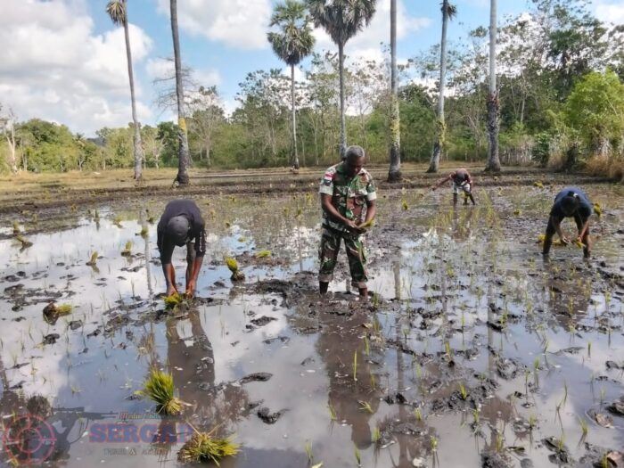 Babinsa Koramil 03/Pahunga Lodu Dampingi Petani Tanam Padi di Desa Lambakara