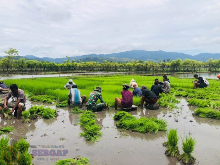 Percepat Masa Tanam, Babinsa Karera Bantu Petani Cabut Bibit Padi di Desa Praimadita