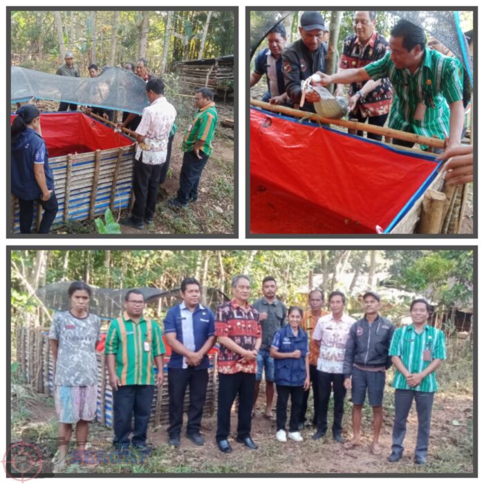 Benih Ikan LELE mulai dilepas.Program Pertanian Pangan Terintegrasi Kab.Sumba Tengah