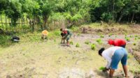 Dukung Ketahanan Pangan, Babinsa Karera Bantu Petani Tanam Padi di Desa Nggongi