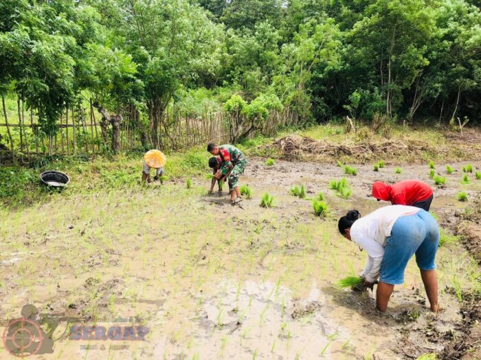 Dukung Ketahanan Pangan, Babinsa Karera Bantu Petani Tanam Padi di Desa Nggongi