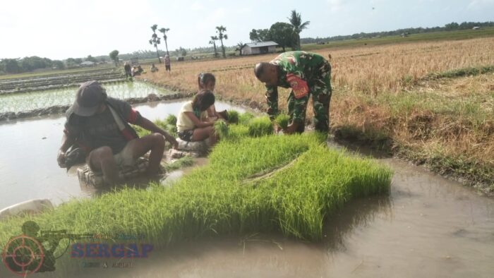 Babinsa Koramil 02/Rindi Umalulu Bantu Warga Cabut Bibit Padi, Wujud Nyata Dukung Ketahanan Pangan